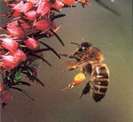 Vartotojo avataras