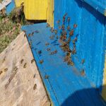 Vartotojo avataras