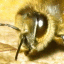 Vartotojo avataras