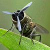 Vartotojo avataras