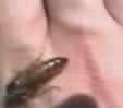 Vartotojo avataras