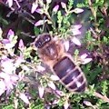 Vartotojo avataras